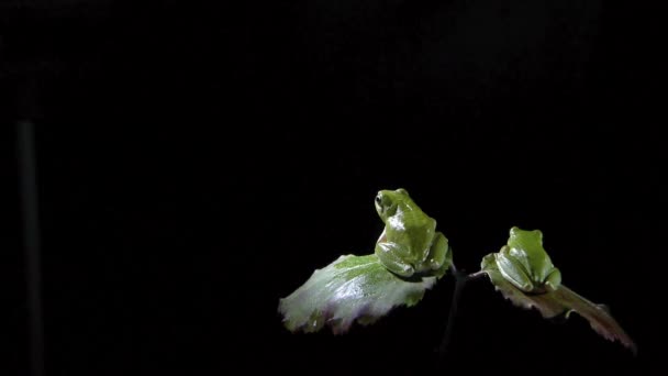 Grenouille sudPołudniowej żaba — Wideo stockowe