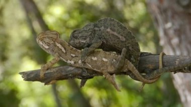ortak bukalemun