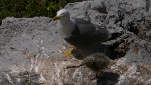 Gaivota de pernas amarelas — Vídeo de Stock