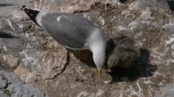 Gaviota de patas amarillas — Vídeo de stock