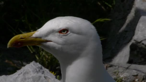 Gaivota de pernas amarelas — Vídeo de Stock