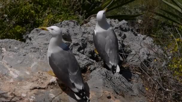 Gaviota de patas amarillas — Vídeo de stock