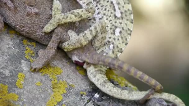 Caméléon commun 