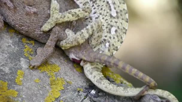 Společné chameleon — Stock video