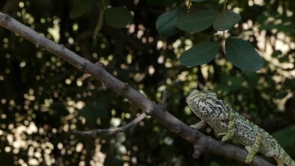 Caméléon commun 