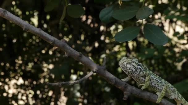 Common chameleon — Stock Video