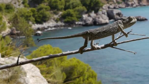 Caméléon commun — Video