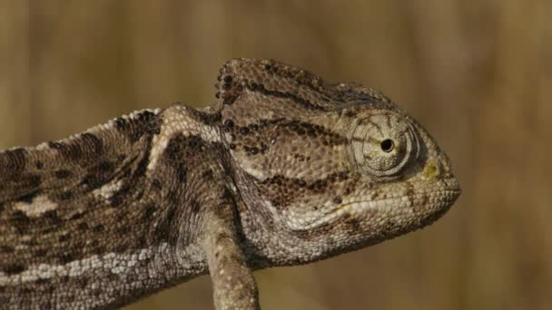 Caméléon commun — Video