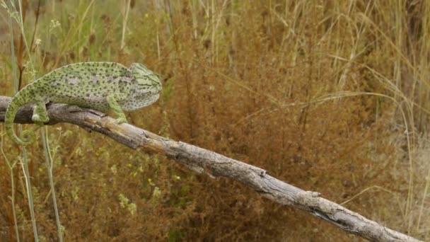 Common chameleon — Stock Video