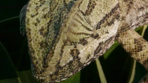 Gemeenschappelijke chameleon — Stockvideo