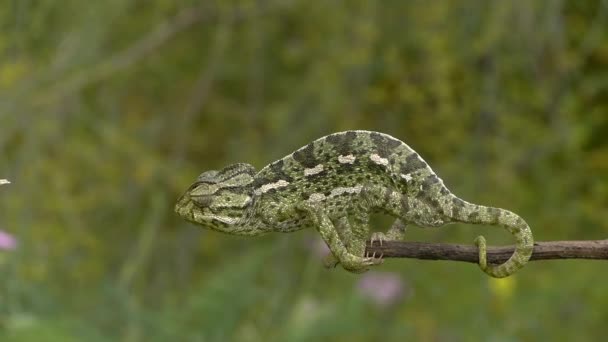 Common chameleon — Stock Video