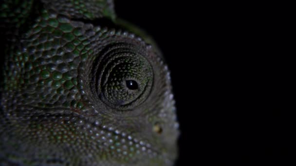 Gemeenschappelijke chameleon — Stockvideo