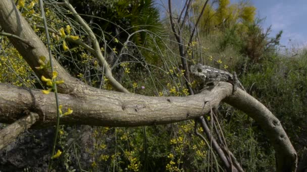 Chameleon hunting — Stock Video