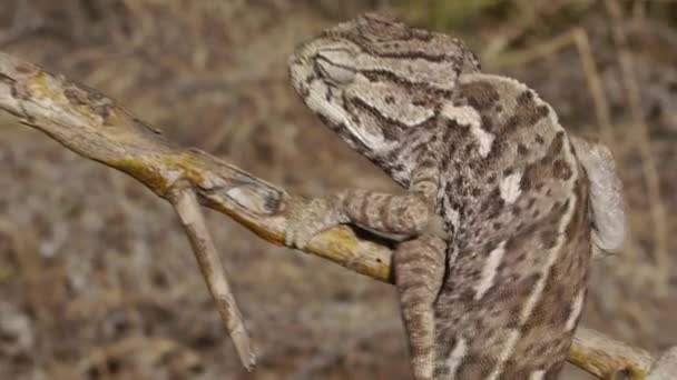 Chasse au caméléon — Video