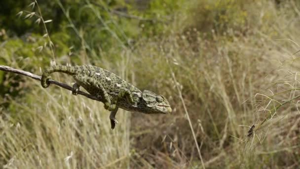 Caméléon commun 
