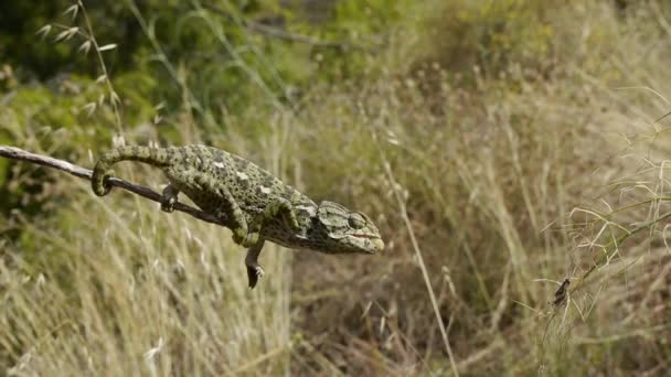 Gemeenschappelijke chameleon — Stockvideo