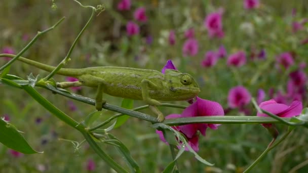 Společné chameleon — Stock video