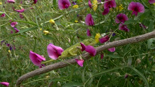 Common chameleon — Stock Video