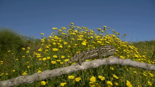 Gemensamma kameleont — Stockvideo