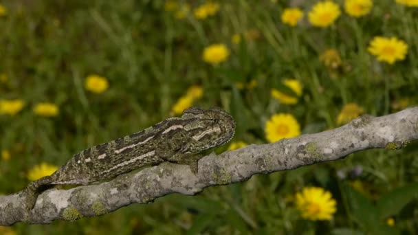 Common chameleon — Stock Video