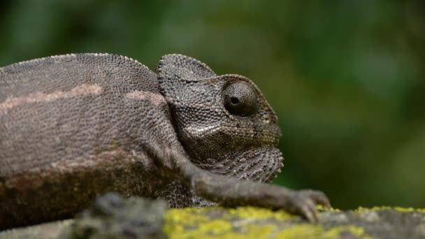 Společné chameleon — Stock video