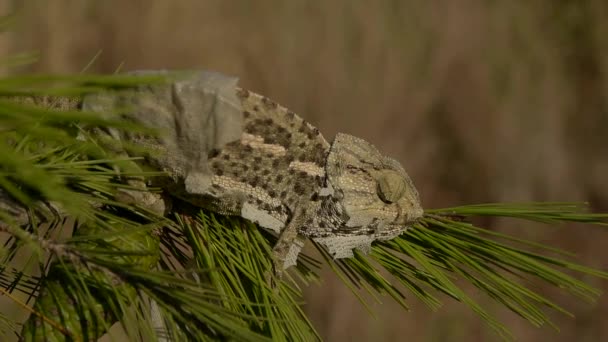 Gemeenschappelijke kameleon moulting — Stockvideo