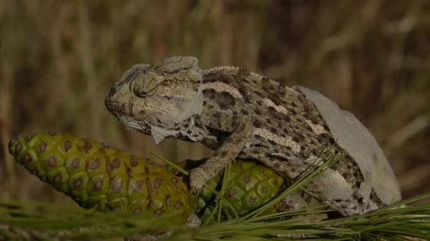 Gemeenschappelijke kameleon moulting — Stockvideo