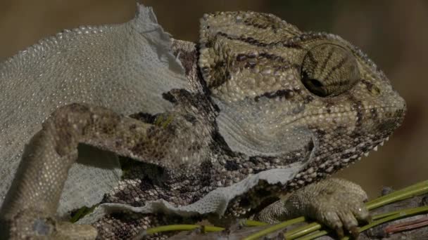 Caméléon commun — Video