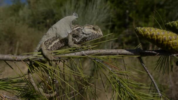 Common chameleon moulting — Stock Video