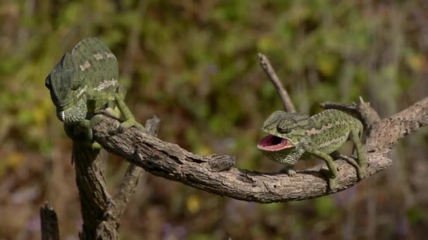 Společné chameleon — Stock video