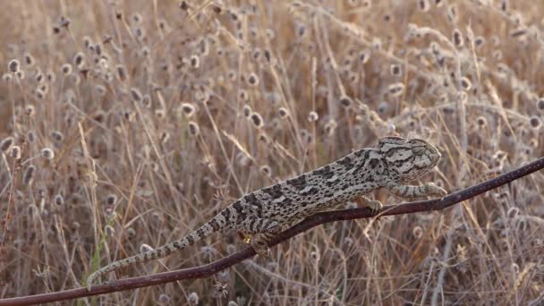 Gemeenschappelijke chameleon — Stockvideo