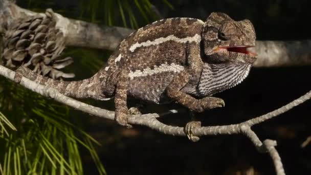 Caméléon commun — Video