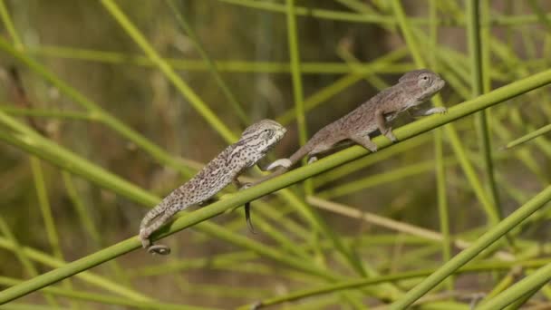 Chameleons newborns — Stock Video