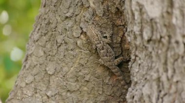 Gecko