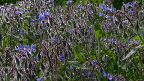 Niebieskie kwiaty — Wideo stockowe