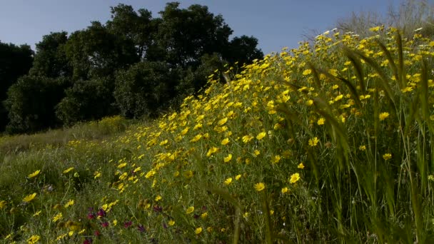 Marguerites jaunes 