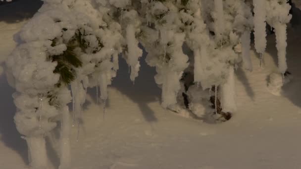 Eingefrorene Bäume — Stockvideo