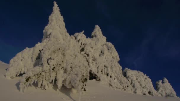 Bevroren bomen — Stockvideo