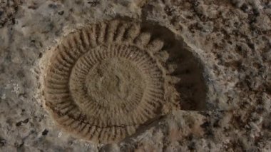 ammonites