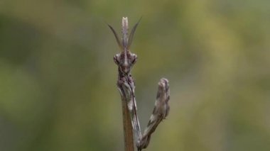 Empusa pennata