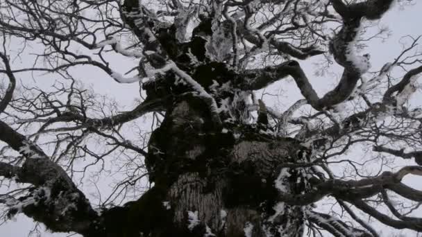 Alberi in inverno — Video Stock