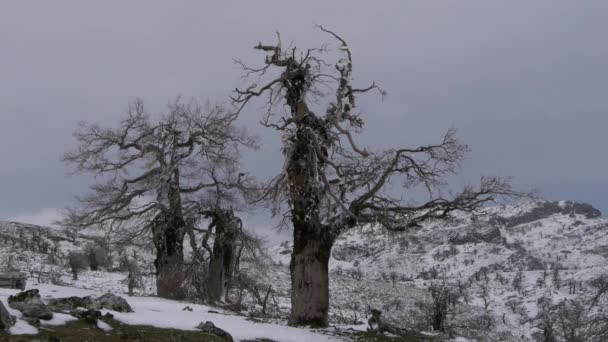 Деревья зимой — стоковое видео