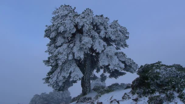 苏格兰松树 — 图库视频影像