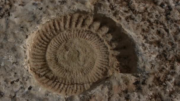 Ammonites — Video