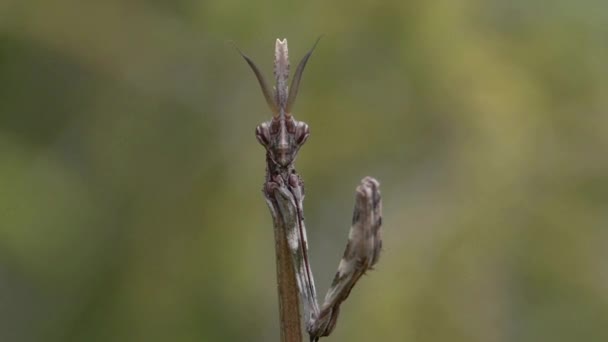 Pennata empusa — Stockvideo