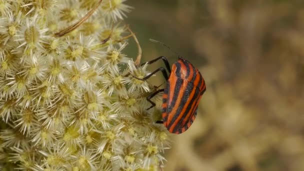 带区卷的 bug — 图库视频影像