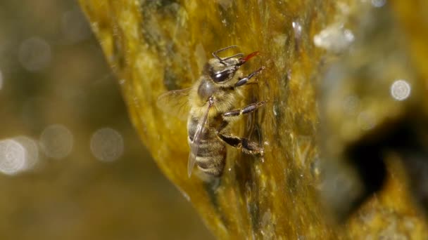 Пчелы — стоковое видео