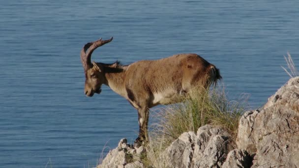 Iberian ibex — Stock Video
