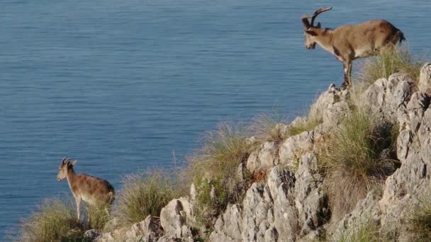 Iberian ibex — Stock Video