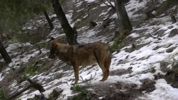 Lobos ibéricos — Vídeo de Stock